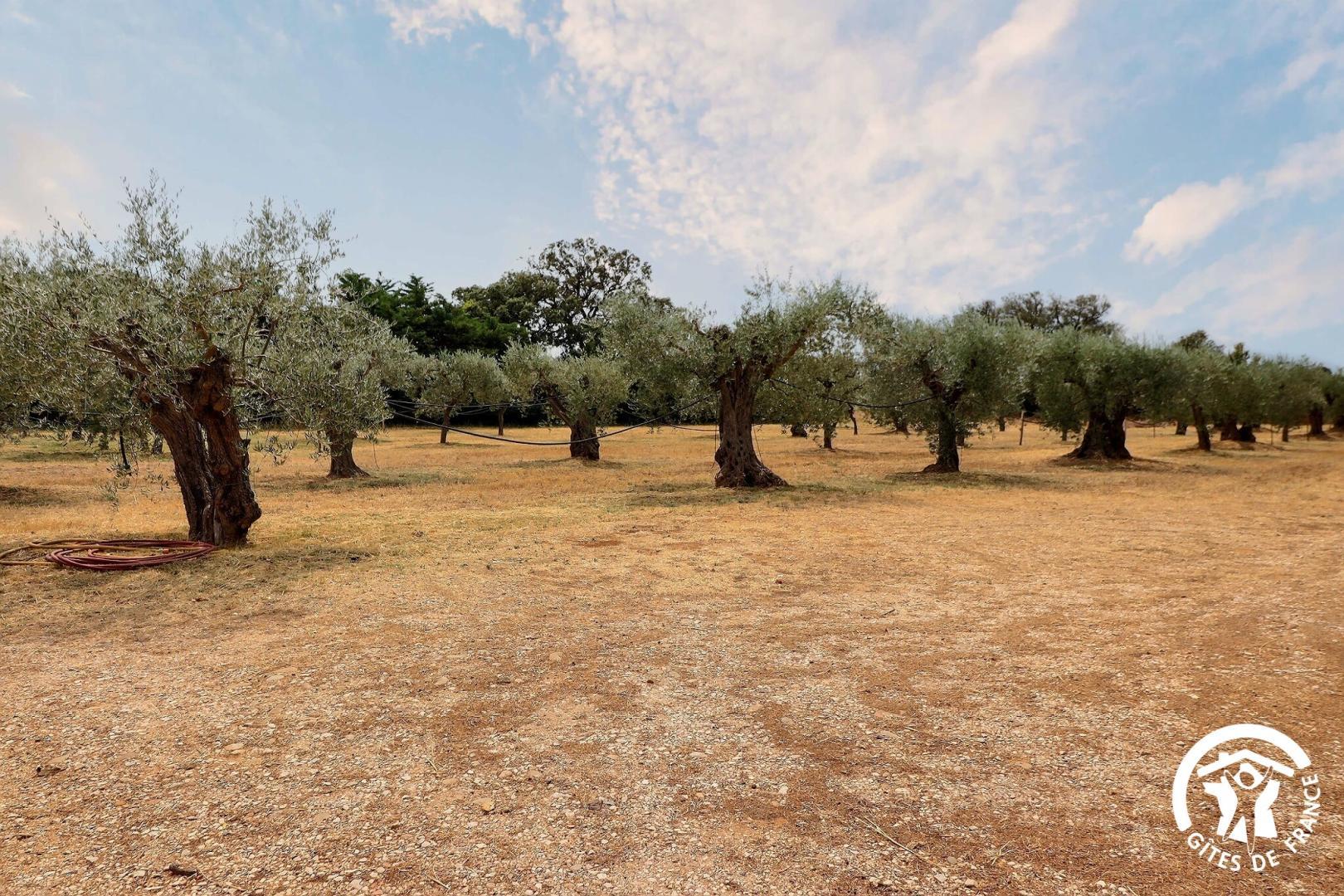 Le Cabanon, Mouriès - photo 16