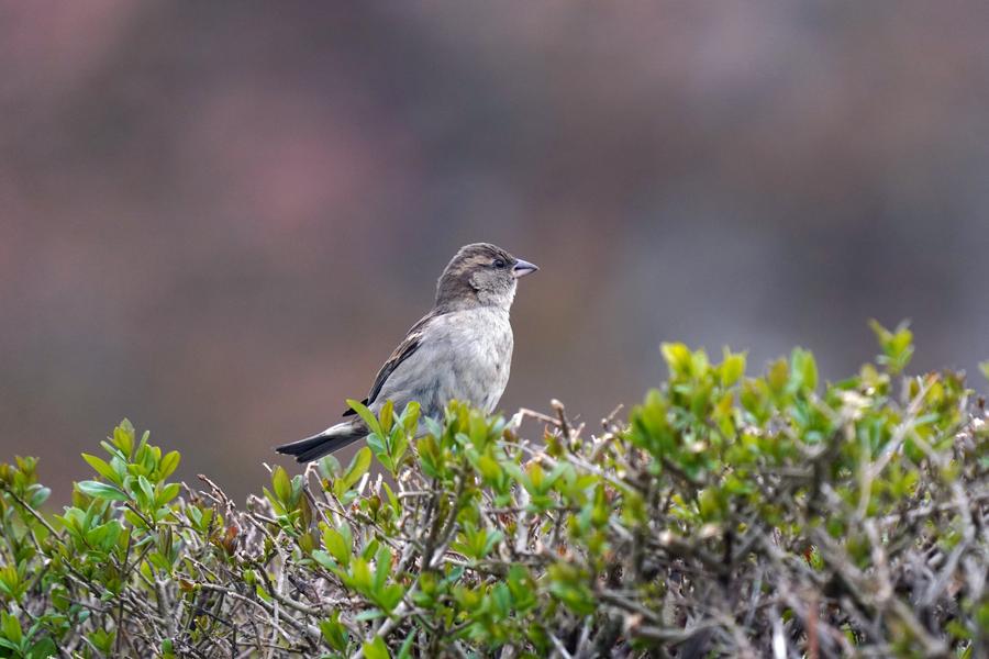 Oiseaux de nos haies_Arthun