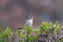 Oiseaux de nos haies_Arthun