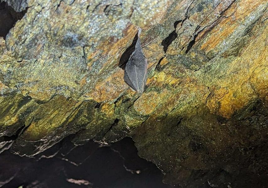 Atelier famille Jeu de piste sur les chauve-souris