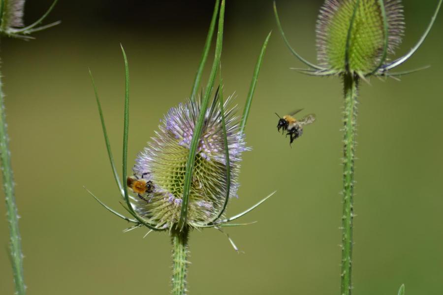 Abeilles et bourdons sont revenus depuis que la jachère fleurie a été semée