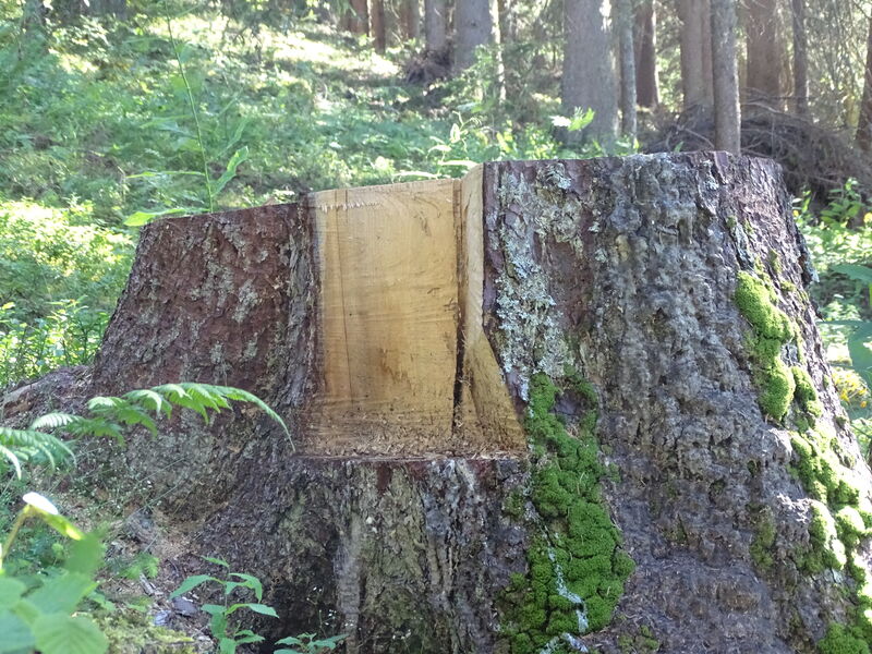 Technique abattage d'arbre