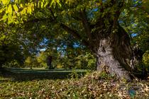 Châtaignier de Braux