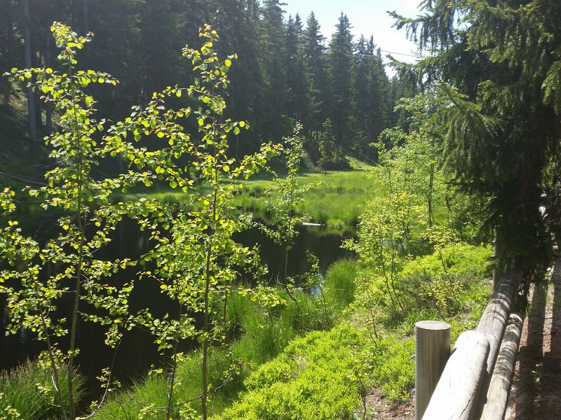 Tourbière du Lac Noir