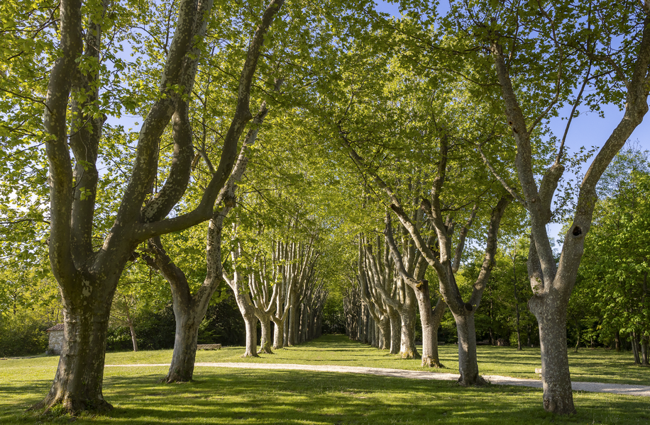 Château Les Oliviers de Salettes