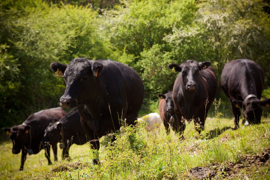 Visite gratuite de la Ferme des Pélissones Du 12 fév au 5 mars 2025