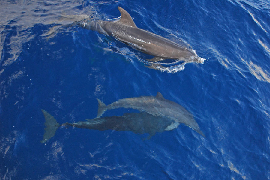 A la rencontre des dauphins et mammifère