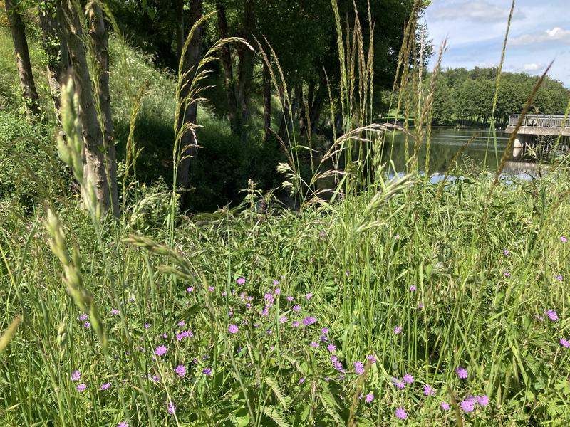 Sentier piétonnier Chazelles-sur-Lyon / Saint-Symphorien-sur-Coise par Hurongues_Chazelles-sur-Lyon