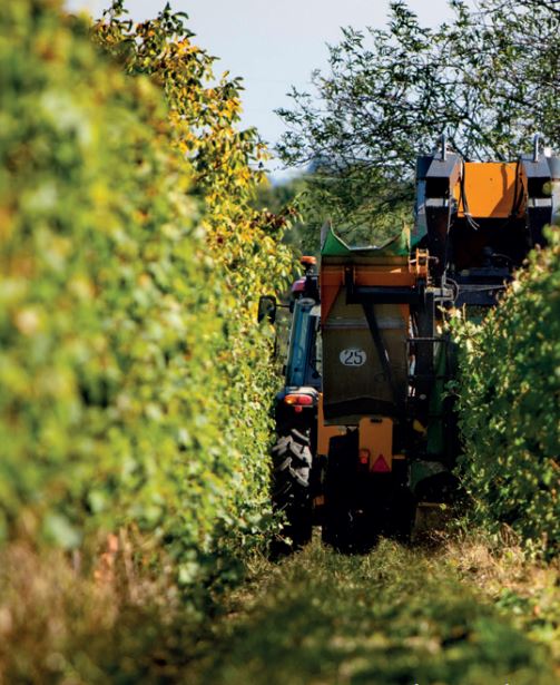 Balade commentée et dégustation au cœur du vignoble de Cozes