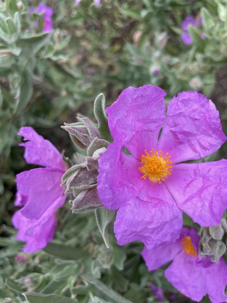 Randonnée découverte de la flore méditerranénne avec guide SAB Esterel_Roquebrune-sur-Argens