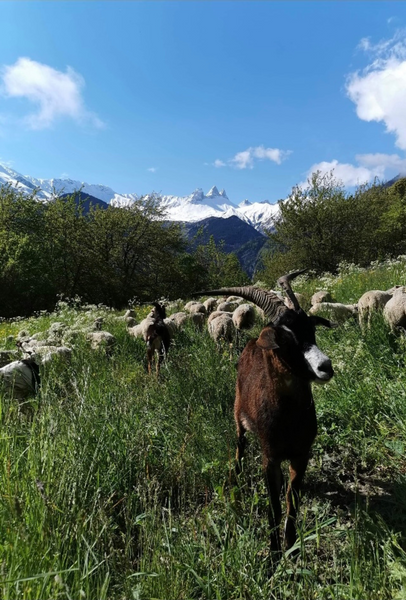 Bergerie de l'étoile