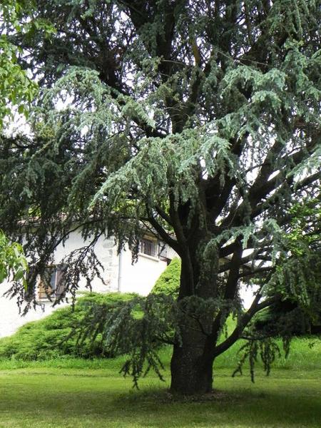 Le Gîte du Cèdre Bleu à Ronno, proximité immédiate du Lac des Sapins en Haut Beaujolais, dans le Rhône : le cèdre bleu.