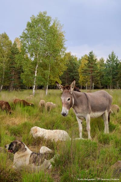 Soirée pastorale avec le berger_Montselgues