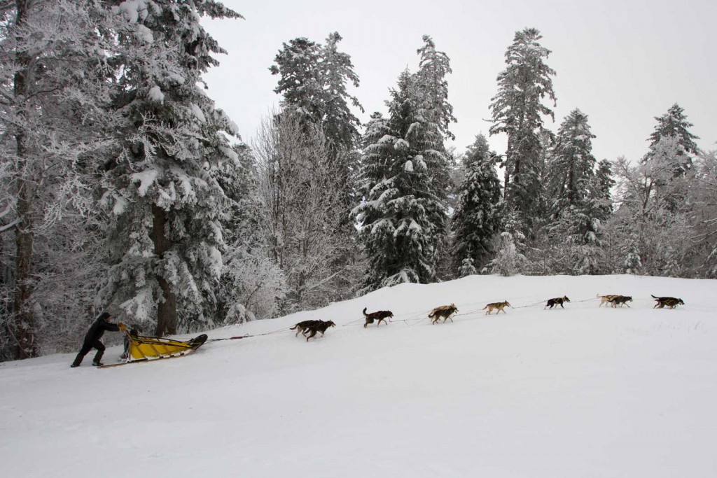 Balade en forêt enneigée de Vassieux en vercors. Le musher et son traîneau dans une montée, avecles 11 chiens attelés.