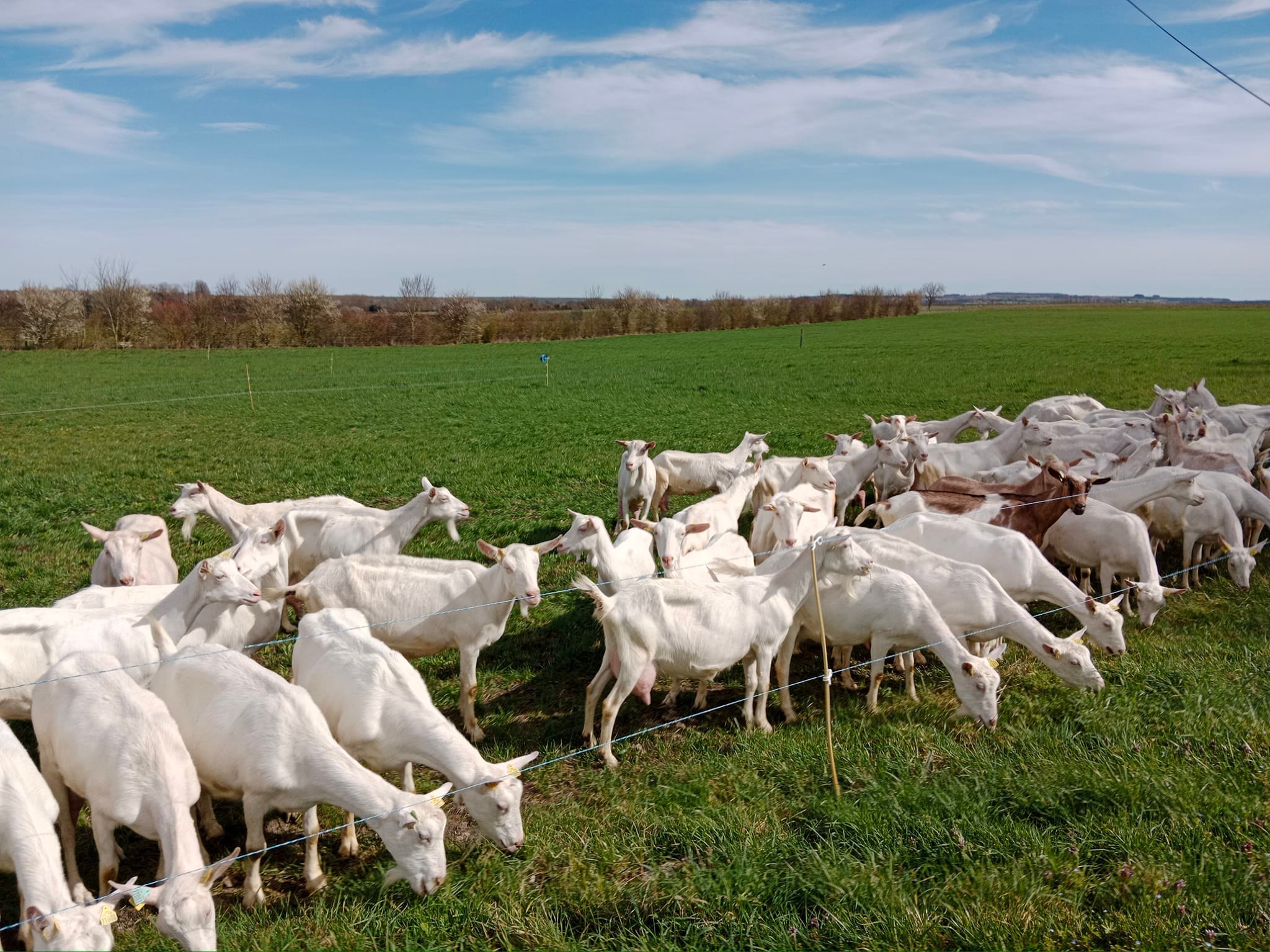 Visite guidée - Fromagerie et élevage des Touches