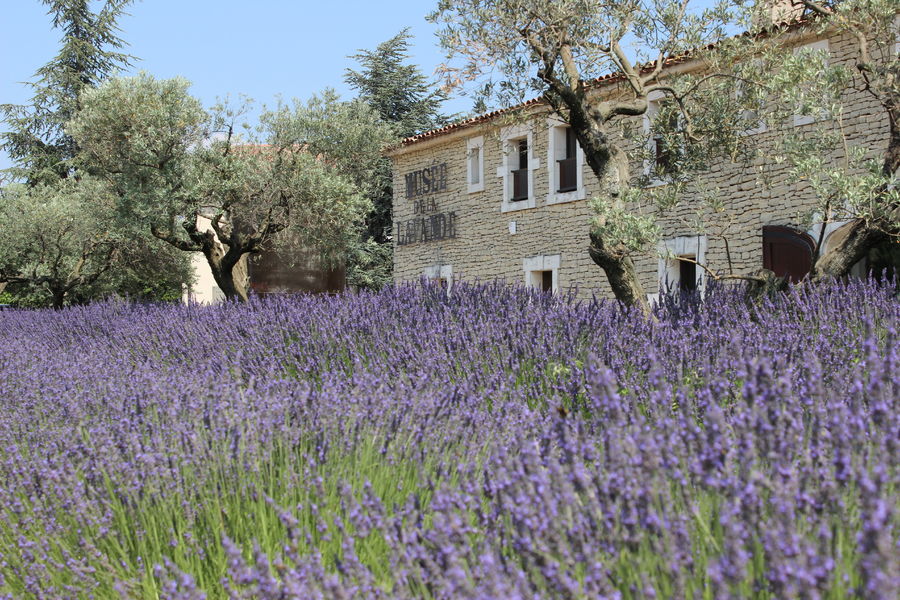 Musee_de_la_lavande_Luberon (5)