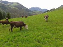Alpage Vaches