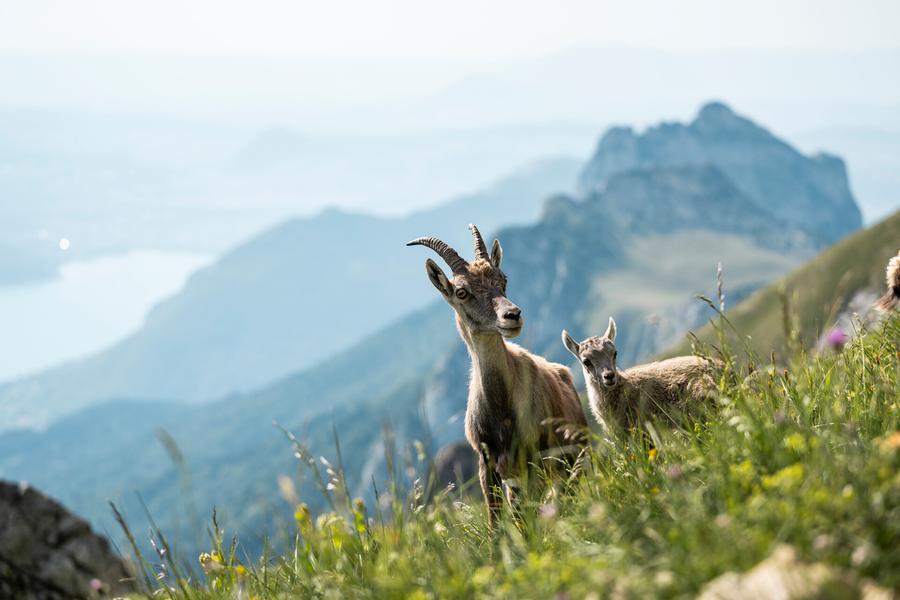 Destination Lac Annecy_Annecy