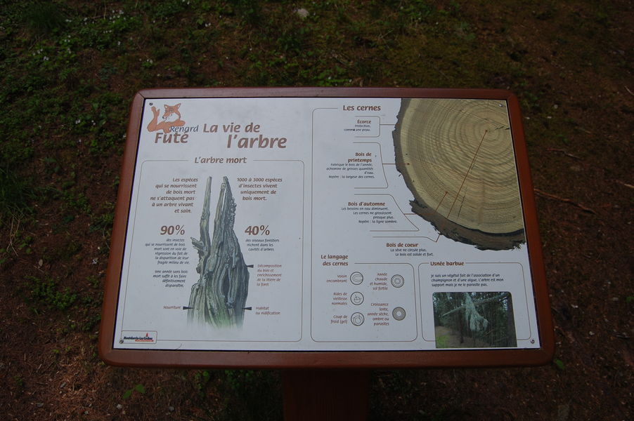 Le chemin du renard futé