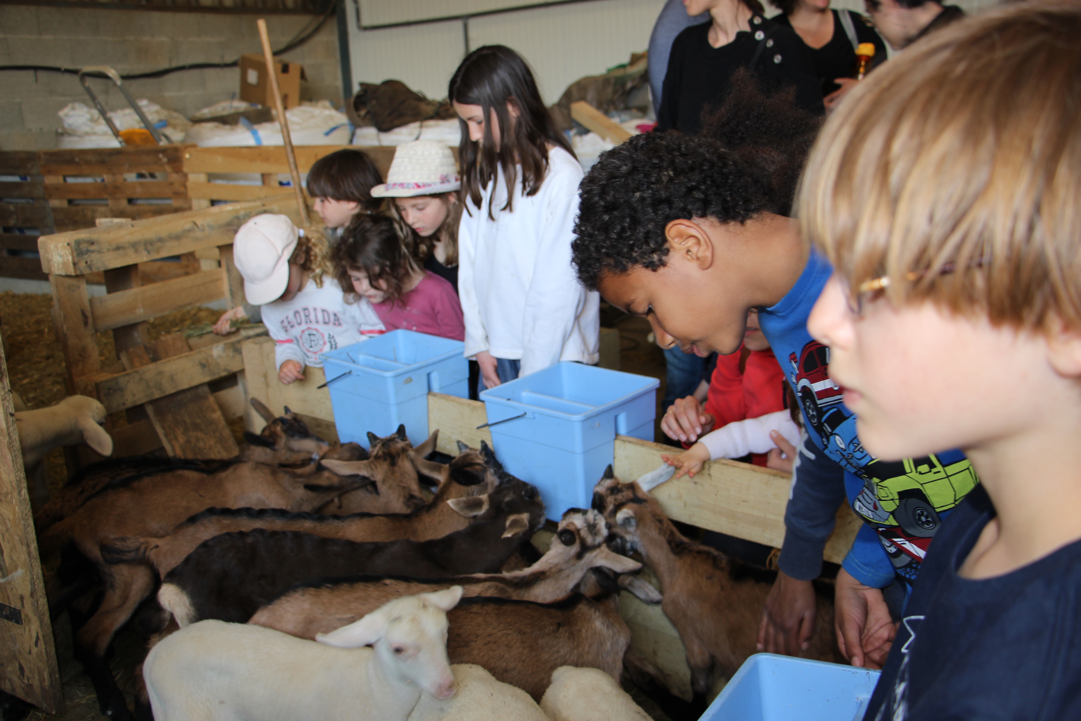 Visite guidée et dégustation à la bergerie du vieux moulin
