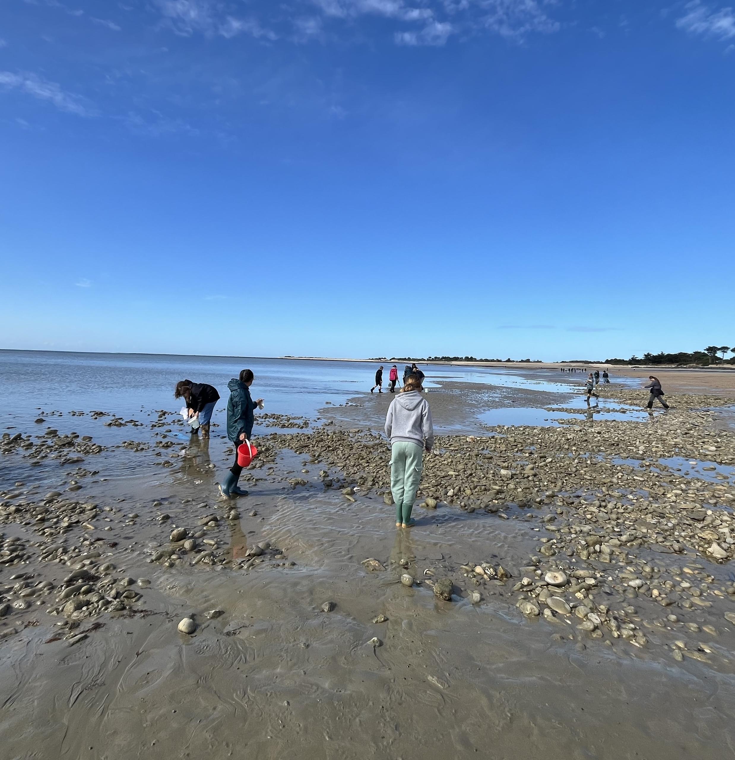 Découverte de l'estran