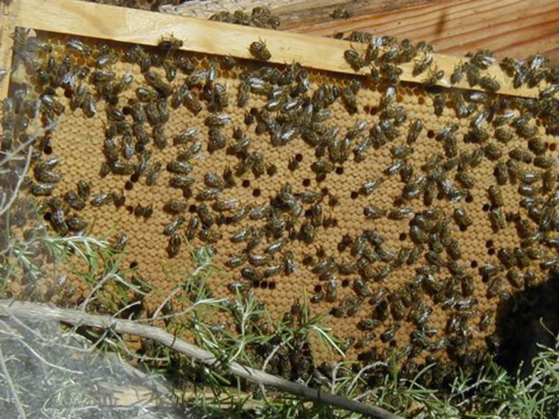 Miellerie du monteil