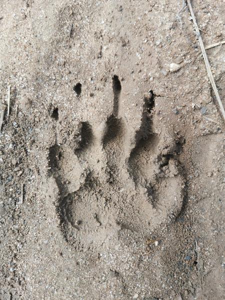 Activité famille : Traces et indices d'animaux_Présilly