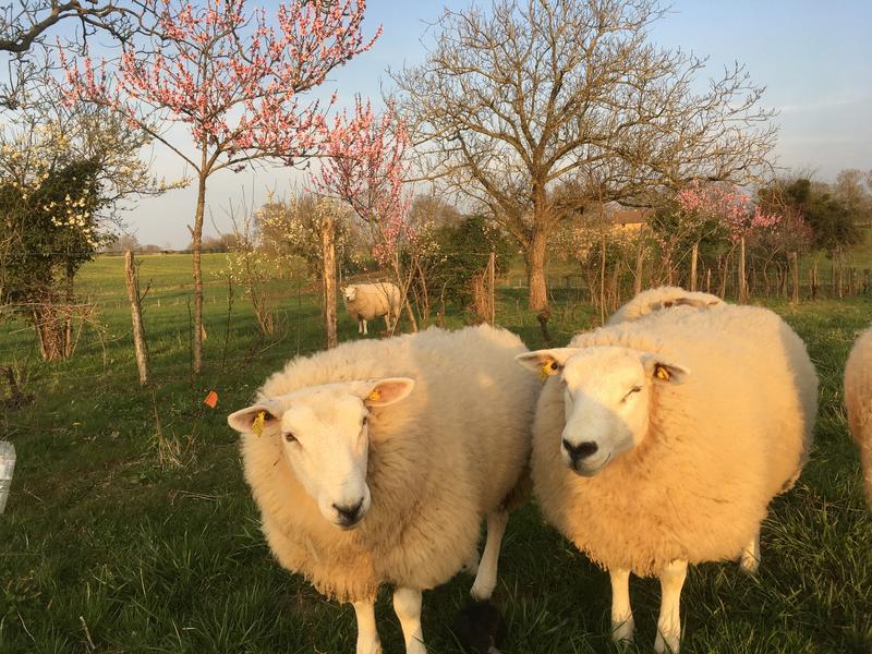 Elevage de moutons Elevage de moutons