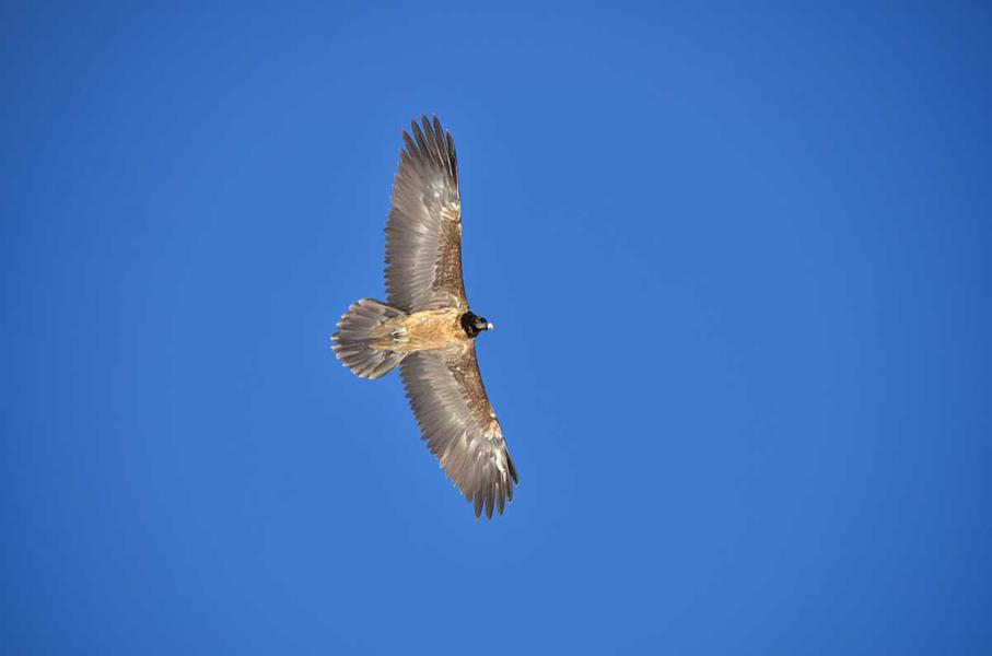 savoie-parc-national-vanoise-gypaete-barbu