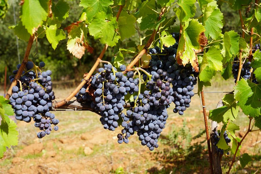 Domaine du Deffends_Saint-Maximin-la-Sainte-Baume