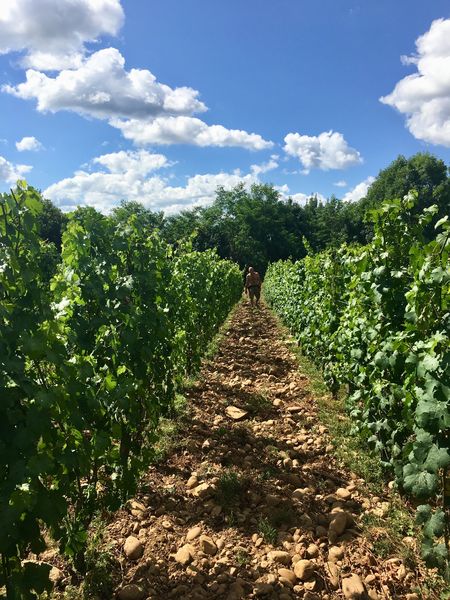 Domaine des Feytaux