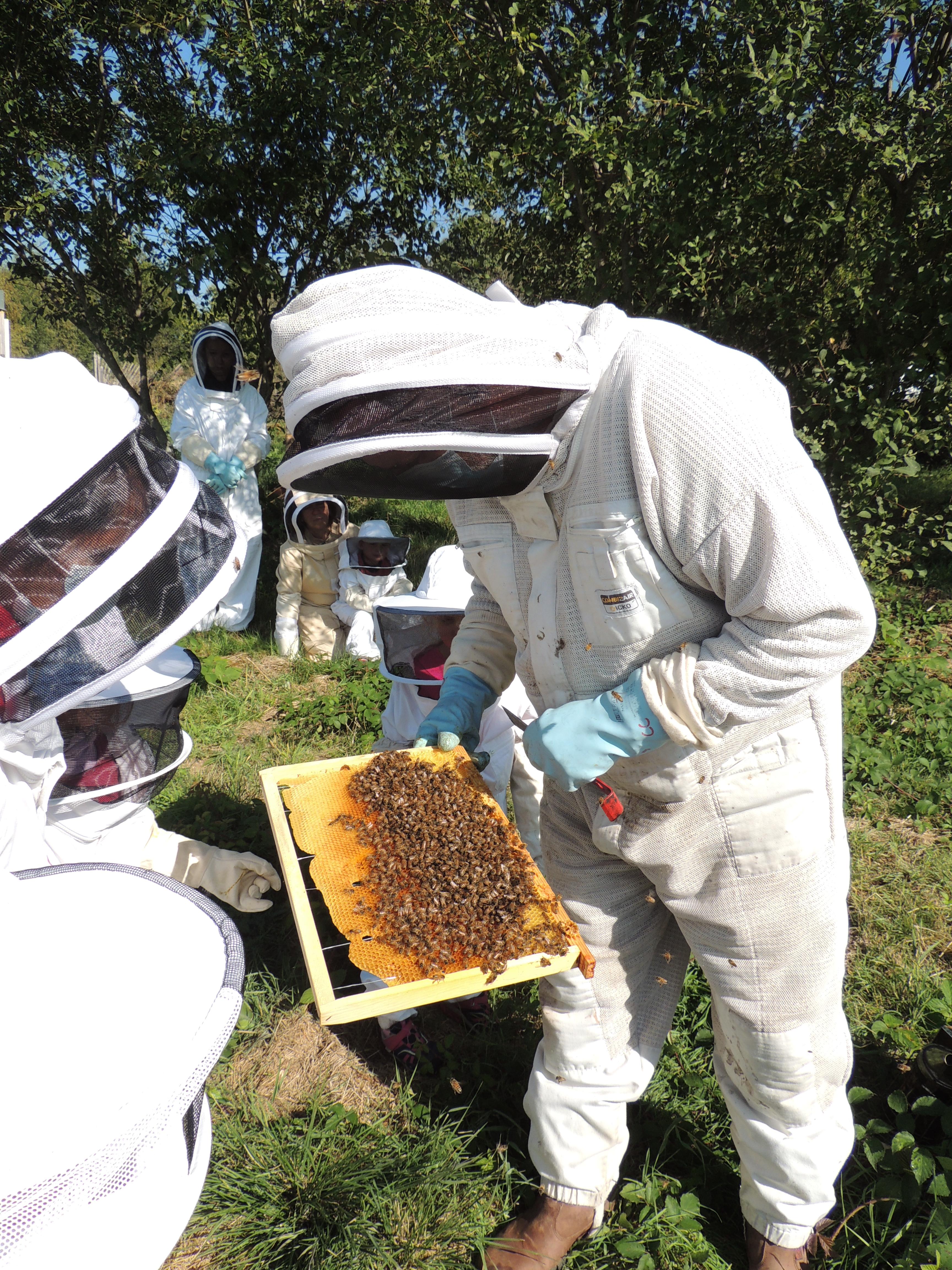 Découvrez l’univers des abeilles // Saint-Amant-Roche-Savine
