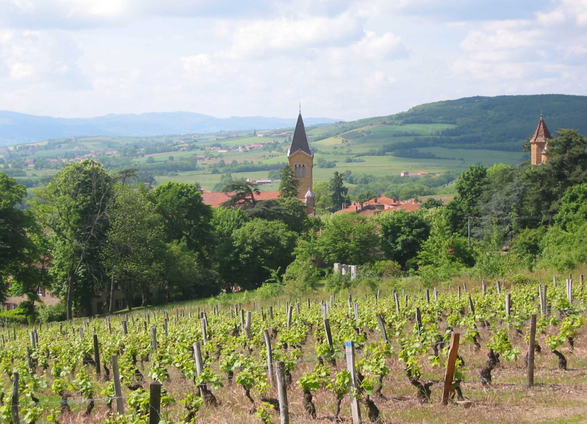 Vignes