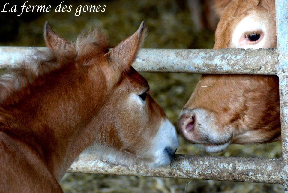 Ferme decouverte des gones - fleurieux sur l'arbresle