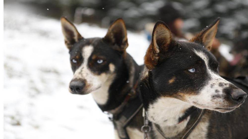 Découvrez nos chiens de tête, ils vos emmèneront pour de superbes balades dans le Vercors Drôme