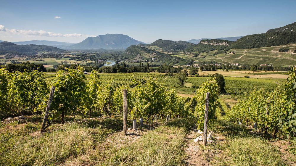 Domaine St Romain par Henri De Caevel
