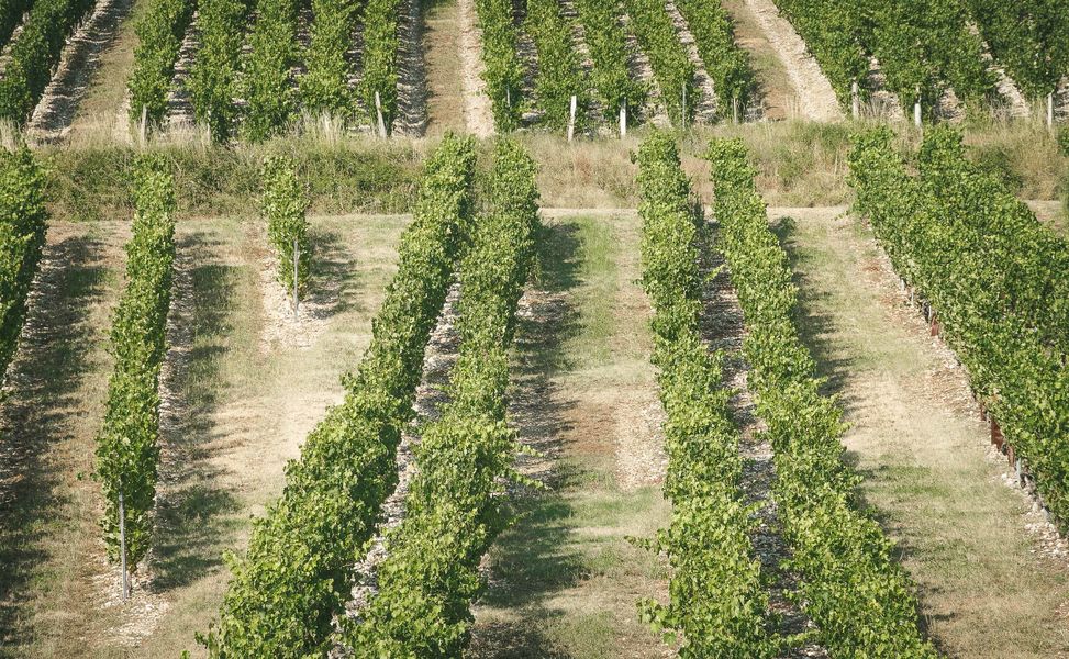 Photo des vignes du Château de la Mar