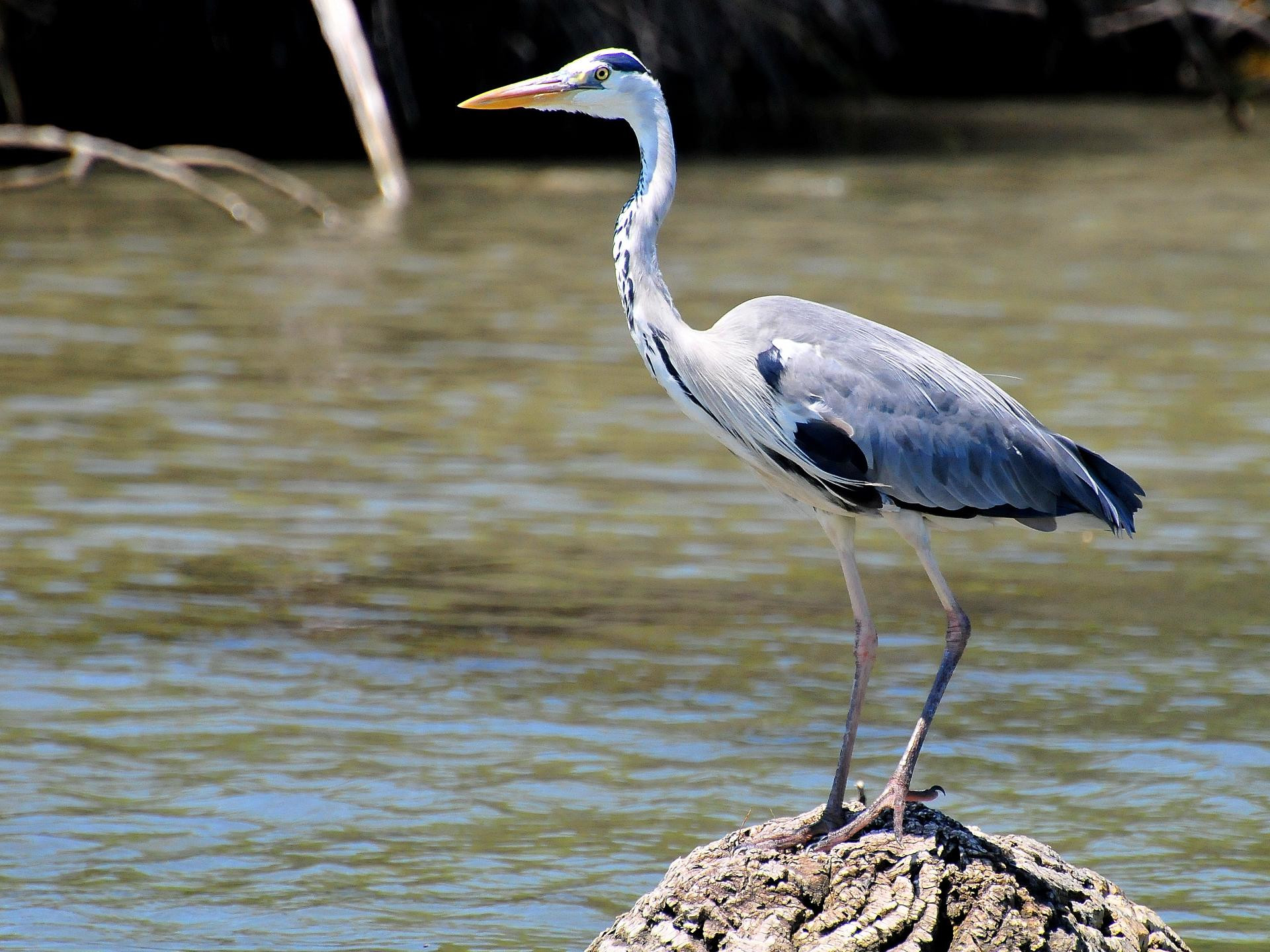Bateau Le Tiki III - photo 2