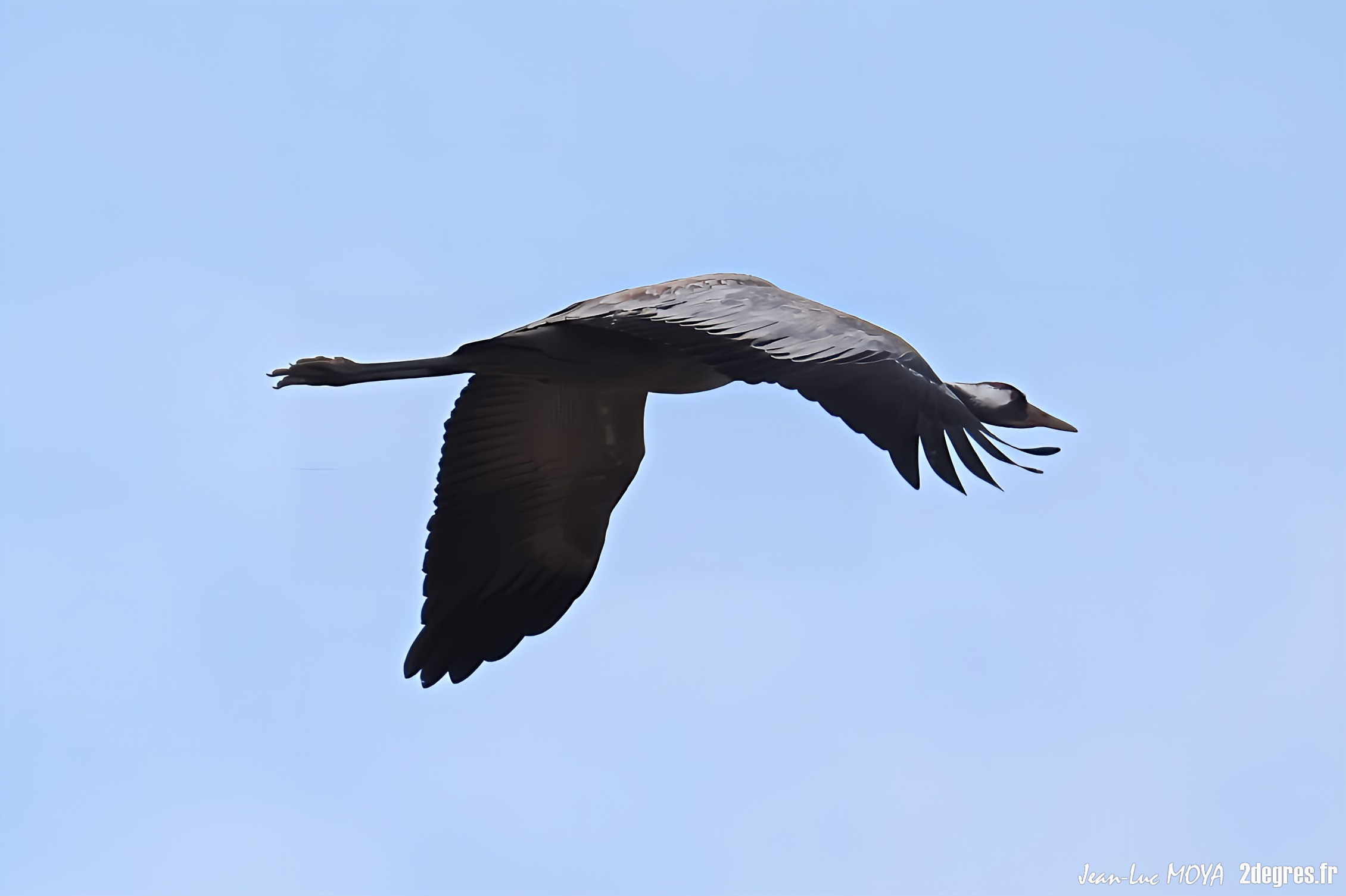 Grues cendrées (24) ©J-Luc Moya 2 Degrés