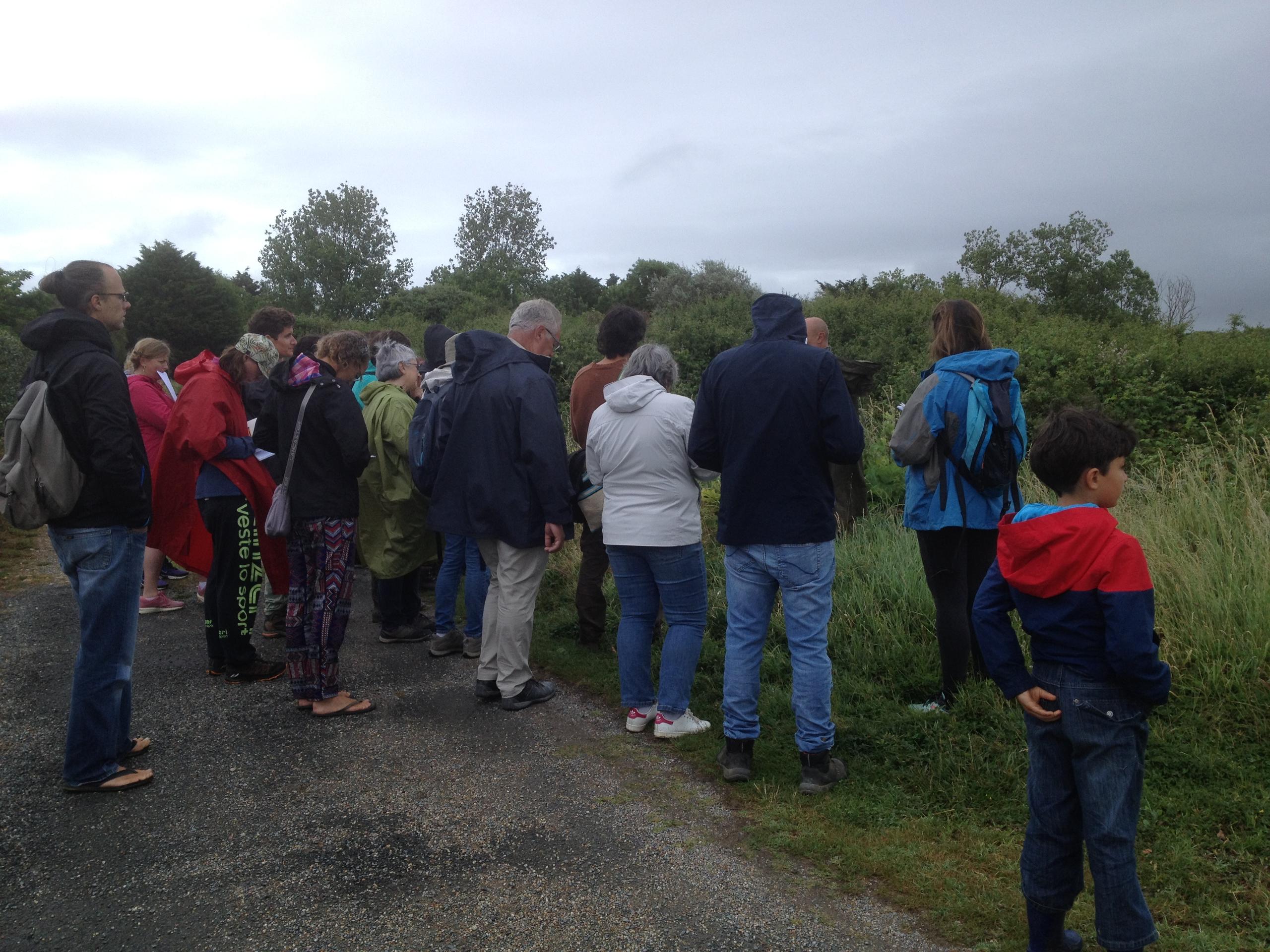 Sortie découverte des plantes sauvages de l’île d’Oléron