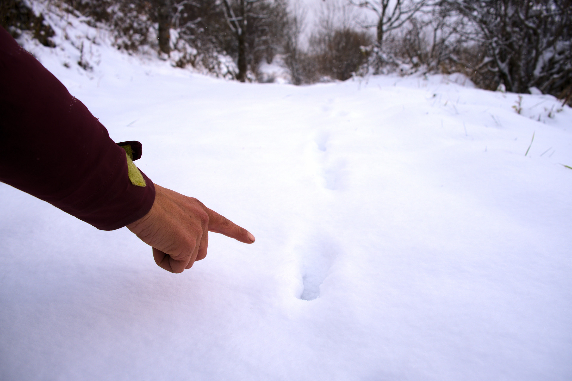 Traces des animaux de montagne avec Altimood