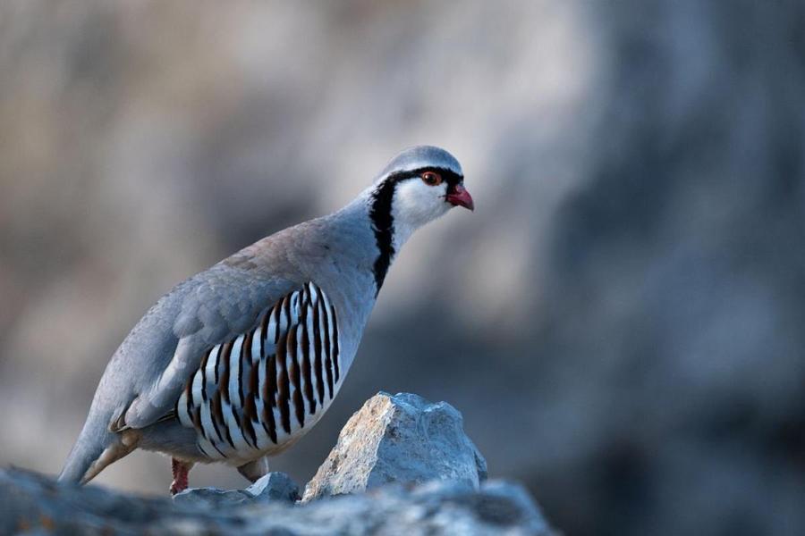 - © Parc national des Ecrins - © Parc national des Ecrins
