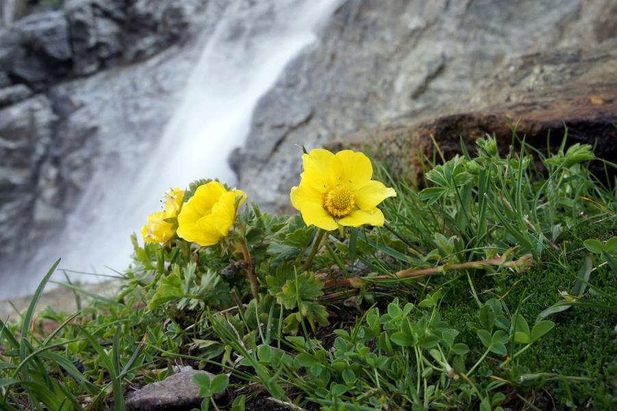 - © Imberdis Ludovic, Parc national des Ecrins 039049_HD - © Imberdis Ludovic, Parc national des Ecrins