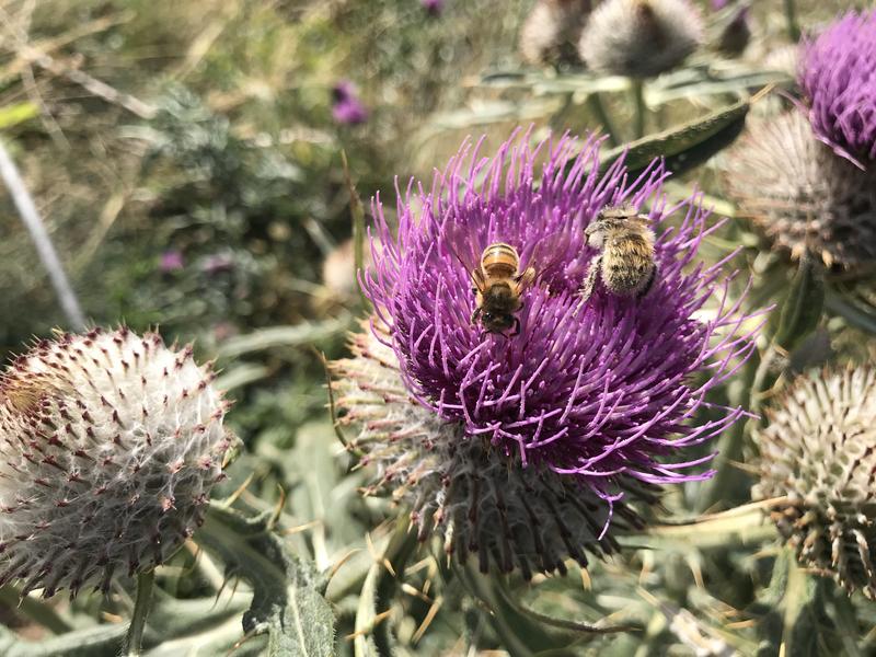 Découverte de la Biodiversité dans les jardins alpins