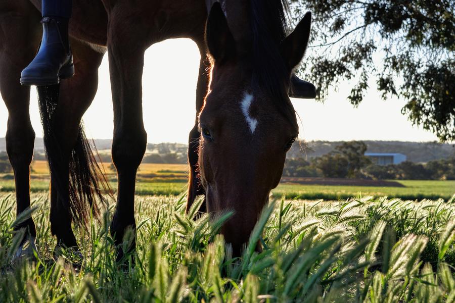 Ferme équestre Les Paturâles_Apinac
