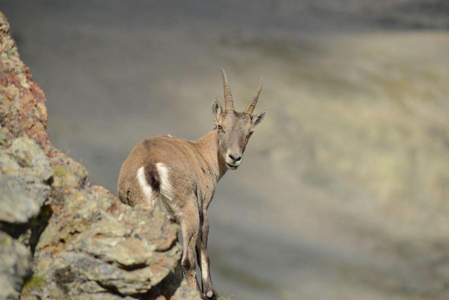 - © Parc national des Ecrins - © Parc national des Ecrins
