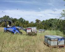 Transhumance des ruches