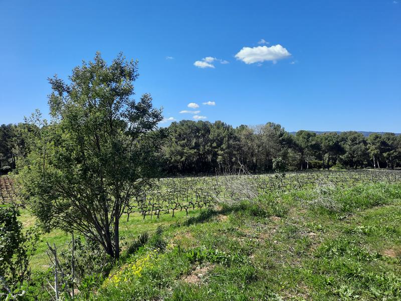 Balade dans les Vignes au Château des Bormettes à La Londe-les-Maures