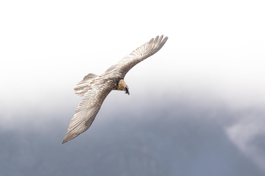 Exposition collective - Photographies, peintures & estampes_Bonneval-sur-Arc