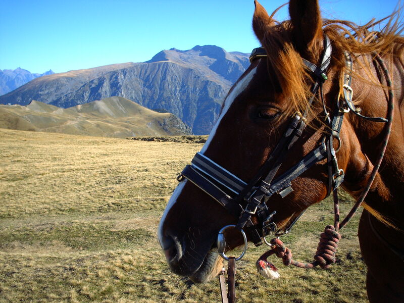 La Matheysine à cheval - l'Alpe du Grand Serre
